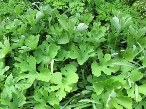 Herb celandine to eliminate papillomas