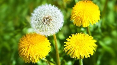 Methods of removing papillomas using folk remedies