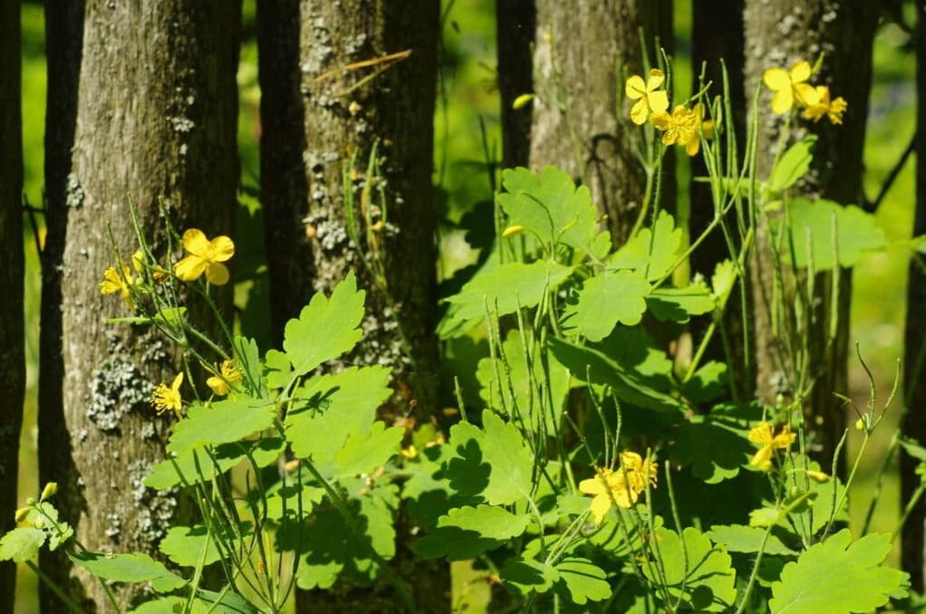 Folk remedies for warts with celandine